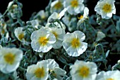 HELIANTHEMUM,  THE BRIDE,  ROCK ROSE,  FLOWERS