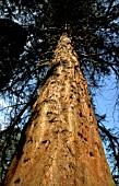 SEQUOIADENDRON GIGANTEUM,  CUPRESSACEAE,  CONIFER,  GIANT SEQUOIA,  WHOLE TREE