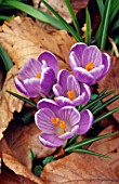 CROCUS VERNUS GROWING THROUGH FALLEN BROWN LEAVES