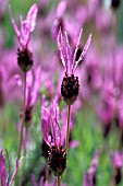 LAVANDULA STOECHAS PEDUNCULATA SYN PAPILLON FRENCH LAVENDER