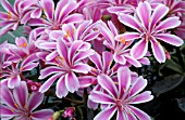 LEWISIA COTYLEDON