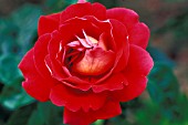 ROSA KRONENBOURG HYBRID TEA ROSE,  ROSE