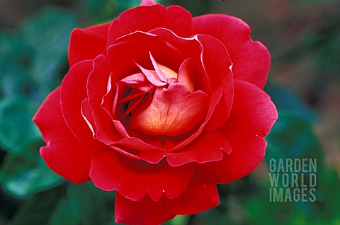 ROSA_KRONENBOURG_HYBRID_TEA_ROSE__ROSE