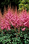 ASTILBE ARENDESII AMETHYST,  PINK, FLOWERS