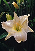 HEMEROCALLIS JOAN SENIOR