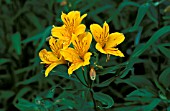 ALSTROEMERIA AUREA,  PERENNIAL, YELLOW, FLOWER