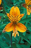 ALSTROEMERIA AUREA,  PERENNIAL, ORANGE, FLOWER