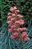 ECHIUM WILDPRETII,  PORTRAIT