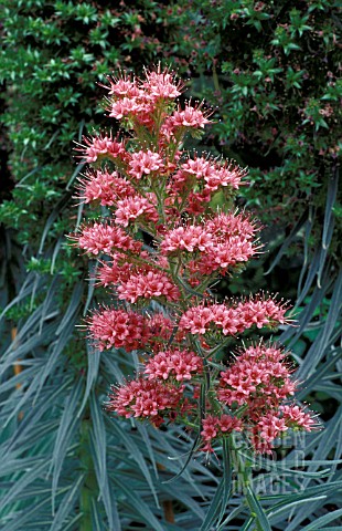 _ECHIUM_WILDPRETII__PORTRAIT