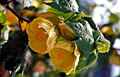 ABUTILON CANARY BIRD,  SHRUB, YELLOW, FLOWERS, CLOSE UP