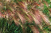 HORDEUM JUBATUM,  GRASS,  POACEAE