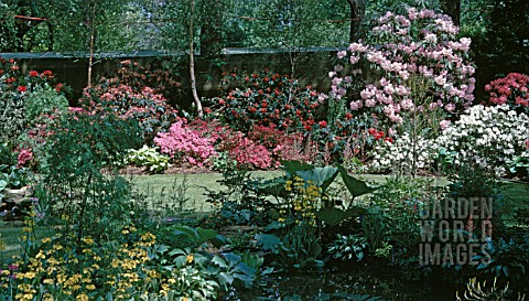 HISTORICAL_RHS_CHELSEA_1966_SHOW_GARDEN_WITH_RHODODENDRONS_AND_AZALEAS