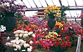 HISTORICAL RHS CHELSEA 1958 PAVILLION TULIP EXHIBIT BY WALTER BLOM & SON OF WATFORD