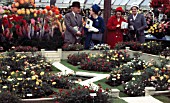 HISTORICAL RHS CHELSEA 1961, EDWIN MURRELL LTD MINIATURE ROSES.