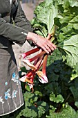 HARVESTING RHUBARB