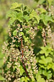 BLACKCURRANT FLOWERS