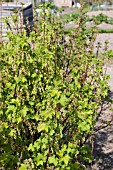 BLACKCURRANT FLOWERS