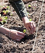 PLANTING BEETROOT SEEDLINGS