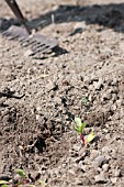 BEETROOT SEEDLINGS