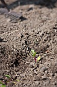 BEETROOT SEEDLINGS