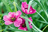 GERANIUM CINEREUM PURPLE PILLOW