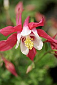 AQUILEGIA RED HOBBIT