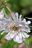 SCABIOSA CAUCASIA PERFECTA BLUE