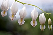 DICENTRA SPECTABILIS ALBA