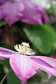 CLEMATIS PINK CHAMPAGNE,  SYN. KAKIO