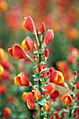 CYTISUS LENA,  BROOM