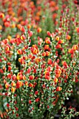 CYTISUS LENA,  BROOM