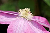 CLEMATIS PINK CHAMPAGNE SYN. KAKIO