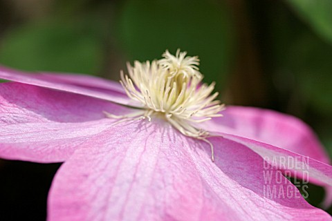 CLEMATIS_PINK_CHAMPAGNE_SYN_KAKIO