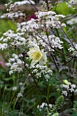 ANTHRISCUS SYLVESTRIS RAVENSWING WITH AQUILEGIA