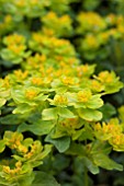 EUPHORBIA POLYCHROMA