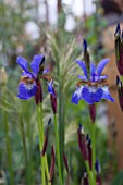 IRIS SIBERICA