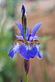 IRIS SIBERICA