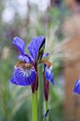 IRIS SIBERICA