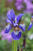 IRIS SIBERICA