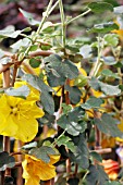 FREMONTODENDRON CALIFORNIAN GLORY