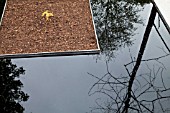 STOP THE SPREAD DESIGNER JO THOMPSON, FRAXINUS EXCELSIOR, ASH, RHS CHELSEA FLOWER SHOW 2013  REFLECTION OF ASH TREE WITH YOUNG OAK SEEDLING.  ASH DIE BACK AND THE LOSS OF NATIVE TREES TO THE FUNGUS CHALARA FRAXINEA