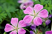 GERANIUM SANGUINEUM CANON MILES