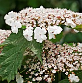 VIBURNUM SARGENTII ONONDAGA