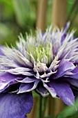 CLEMATIS MULTI BLUE