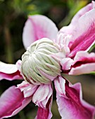 CLEMATIS JOSEPHINE