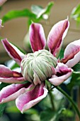 CLEMATIS JOSEPHINE