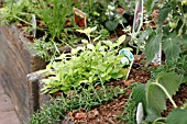 MIXED HERBS AND TOMATO PLANTS IN CONTAINER