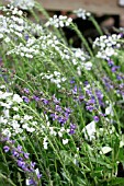 SALVIA RHAPSODY IN BLUE WITH VERONICA TISSINGTON WHITE