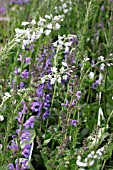 VERONICA TISSINGTON WHITE WITH SALVIA RHAPSODY IN BLUE