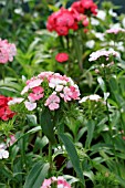 DIANTHUS BARBATUS